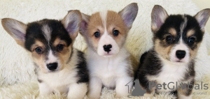 Photo №2 to announcement № 98641 for the sale of welsh corgi - buy in Greece 