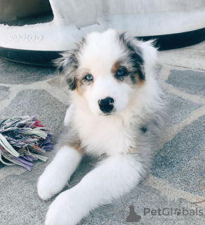 Photo №2 to announcement № 88544 for the sale of australian shepherd - buy in Sweden private announcement