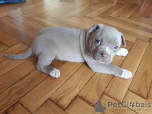 Photo №1. american pit bull terrier - for sale in the city of Jarmen | Is free | Announcement № 130214