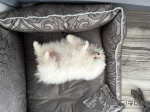 Additional photos: Little Pomeranian Miniature Spitz Teddy male