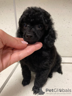 Additional photos: Toy poodle puppies boys and girls with pedigree