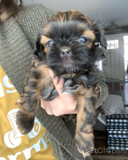 Photo №1. shih tzu - for sale in the city of West New York | 220$ | Announcement № 53167