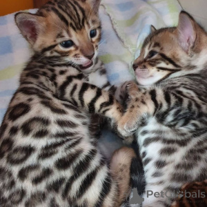 Photo №1. bengal cat - for sale in the city of Berlin | 424$ | Announcement № 152214