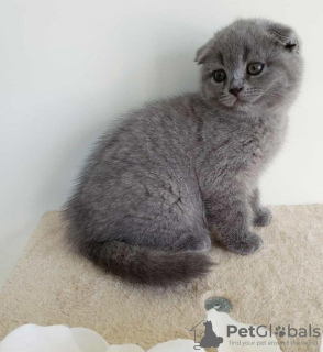 Photo №1. scottish fold - for sale in the city of Антверпен | negotiated | Announcement № 75554