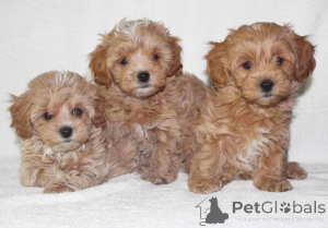 Photo №1. maltipu - for sale in the city of California | 500$ | Announcement № 147625