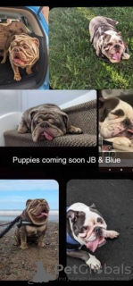 Additional photos: Beautiful English bulldog puppies