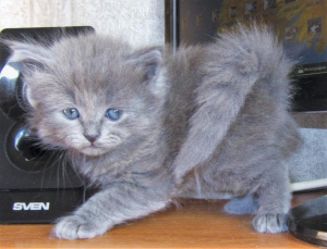 Photo №1. siberian cat - for sale in the city of Москва | 130$ | Announcement № 2170