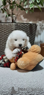 Photo №1. samoyed dog - for sale in the city of Sremska Mitrovica | negotiated | Announcement № 37414