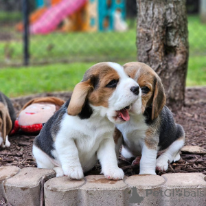 Photo №1. beagle - for sale in the city of Франкфурт-на-Майне | 350$ | Announcement № 117605