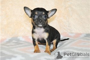 Photo №2 to announcement № 116441 for the sale of non-pedigree dogs - buy in Germany private announcement