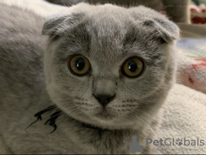 Photo №1. scottish fold - for sale in the city of Helsinki | 898$ | Announcement № 50680