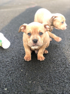 Photo №2 to announcement № 173048 for the sale of american bulldog - buy in Belgium private announcement, breeder