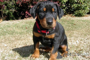 Photo №1. dobermann - for sale in the city of Sheet | 465$ | Announcement № 169436