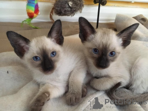 Photo №1. siamese cat - for sale in the city of Oslo | negotiated | Announcement № 76914