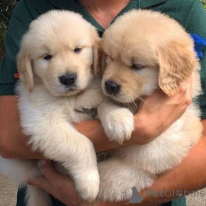 Photo №1. golden retriever - for sale in the city of Gladbeck | negotiated | Announcement № 168392