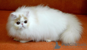 Photo №2 to announcement № 101840 for the sale of persian cat - buy in Romania private announcement, breeder