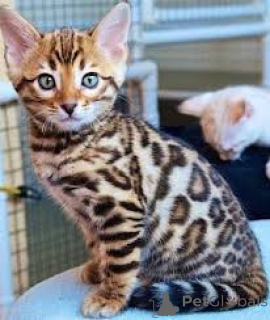Photo №2 to announcement № 164065 for the sale of bengal cat - buy in Finland private announcement, breeder