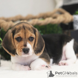 Photo №1. beagle - for sale in the city of Салоники | 650$ | Announcement № 50210