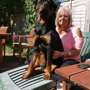 Photo №4. I will sell  in the city of Amstetten. from nursery - price - 750$