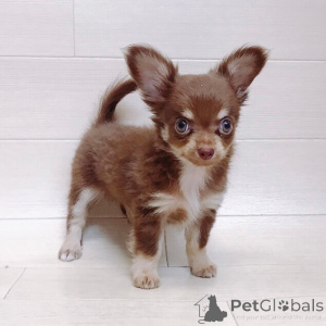 Photo №1. chihuahua - for sale in the city of Berlin | 471$ | Announcement № 138862