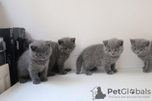 Photo №1. british shorthair - for sale in the city of Амстердам | 264$ | Announcement № 121801