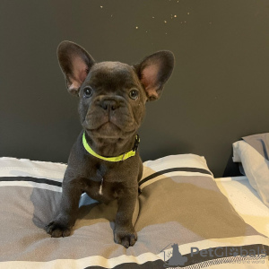 Photo №1. french bulldog - for sale in the city of Riyadh | negotiated | Announcement № 31232