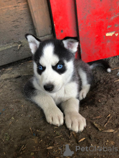 Photo №1. siberian husky - for sale in the city of Berlin | 423$ | Announcement № 114607