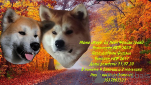 Photo №1. akita - for sale in the city of Tula | 1065$ | Announcement № 7479