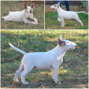Photo №2 to announcement № 13706 for the sale of bull terrier - buy in Russian Federation 