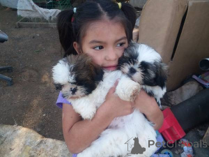 Photo №2 to announcement № 175186 for the sale of shih tzu - buy in Germany private announcement