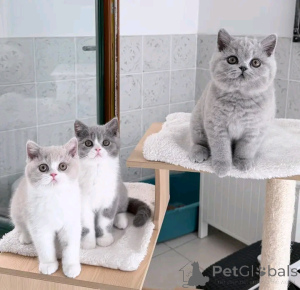 Photo №1. british longhair - for sale in the city of Arrondisman de Brussels Capital | Is free | Announcement № 176726
