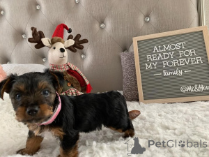Photo №1. yorkshire terrier - for sale in the city of Meljine | 774$ | Announcement № 163333