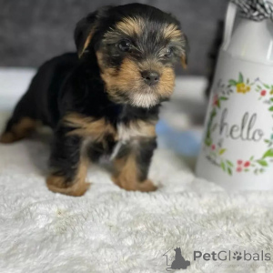 Photo №1. yorkshire terrier - for sale in the city of Meljine | 774$ | Announcement № 163334