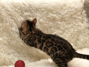 Photo №4. I will sell bengal cat in the city of Minsk. private announcement, from nursery, breeder - price - 1430$