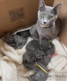 Photo №4. I will sell russian blue in the city of Калифорния Сити.  - price - negotiated