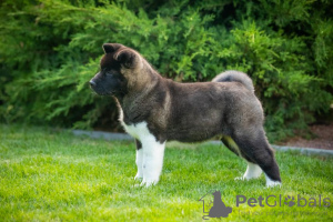 Photo №3. American Akita puppies. Ukraine