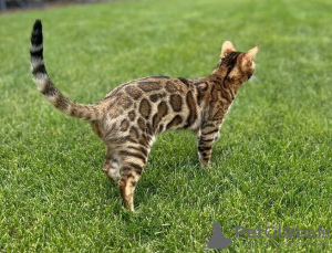 Photo №3. Beautiful bengal kitten. United States