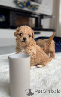 Photo №4. I will sell maltese dog in the city of Amsterdam. breeder - price - negotiated