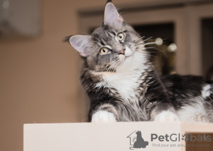 Photo №2 to announcement № 7565 for the sale of maine coon - buy in Russian Federation from nursery, breeder