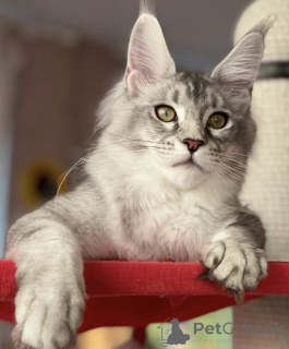 Photo №1. maine coon - for sale in the city of Baden Baden | 1022$ | Announcement № 163661