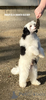 Photo №3. Chinese mushrooms puppies. Serbia