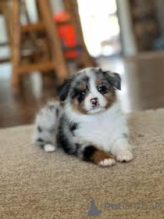 Photo №2 to announcement № 165592 for the sale of australian shepherd - buy in Netherlands private announcement, breeder
