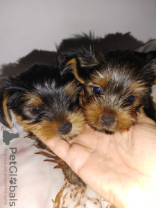 Additional photos: Yorkie puppies