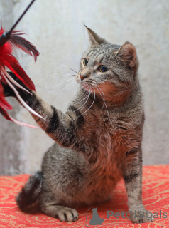 Photo №1.  - for sale in the city of St. Petersburg | Is free | Announcement № 155411