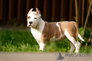 Photo №2 to announcement № 19822 for the sale of american staffordshire terrier - buy in Poland breeder