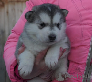 Additional photos: Alaskan Malamute puppies from champions