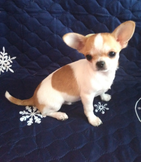 Photo №1. chihuahua - for sale in the city of Khabarovsk | 260$ | Announcement № 5562