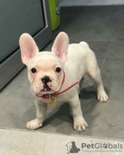 Photo №3. Male and female French Bulldog for adoption. Germany