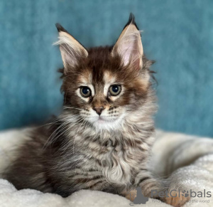 Photo №1. maine coon - for sale in the city of Delft | Is free | Announcement № 100088