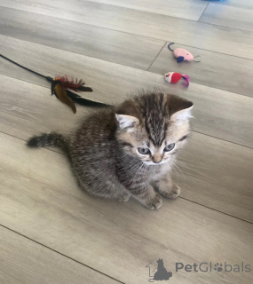 Photo №1. selkirk rex shorthair - for sale in the city of Handewitt | 361$ | Announcement № 174543